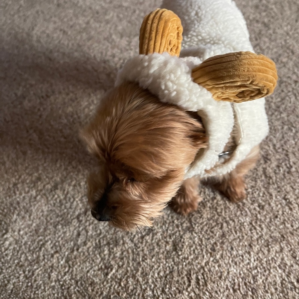 Dog costume Set super cute and fun warm my dog loves to wear hers.